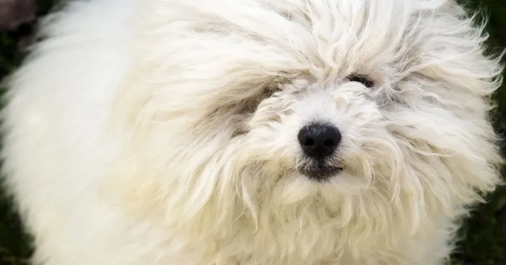 Racacions de gossos divertides (però reals)