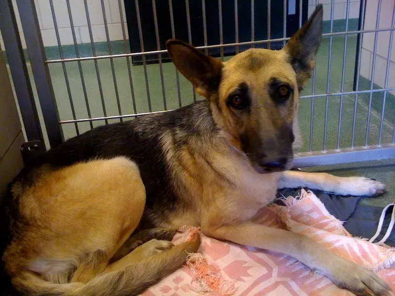 Sokféle módon támogatja a helyi menedéket