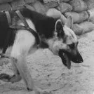 Cinci câini de război celebri