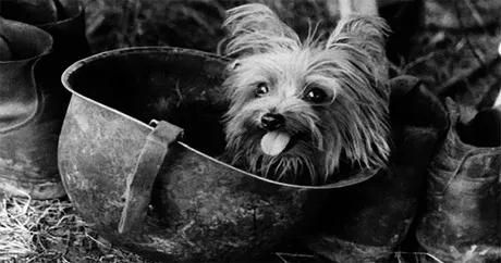 Cinci câini de război celebri