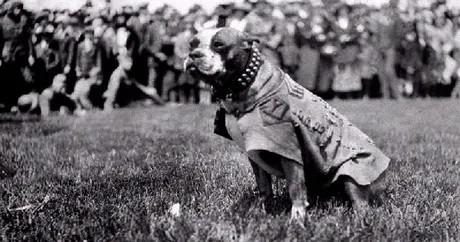 Cinci câini de război celebri