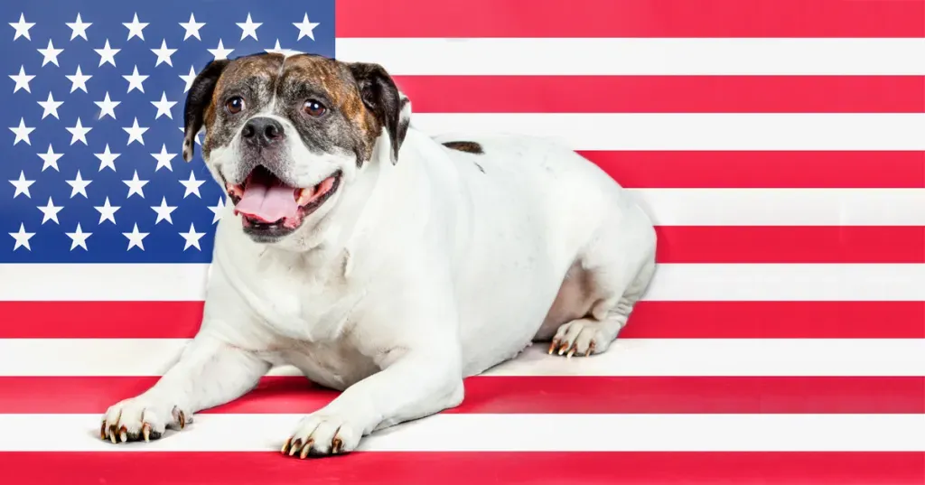 Пет познатих ратних паса