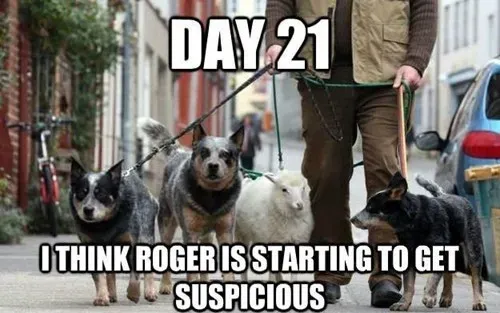 25 memes de gossos divertits: part 2' title=