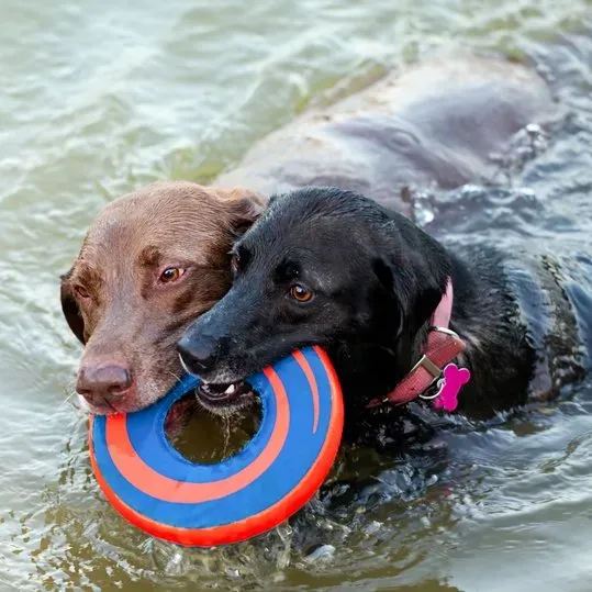 10 najlepszych psów, które kochają wodę