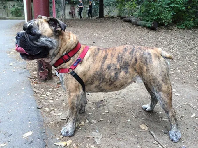 Fordele ved at have en hund: Pride (Fotokredit: Laura House)' title=