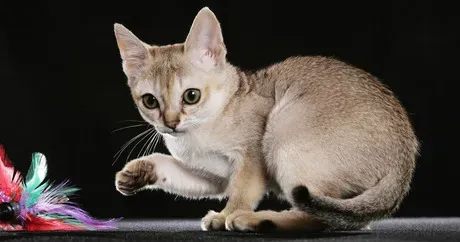 Качкете: Највећи најмањи и већина пса