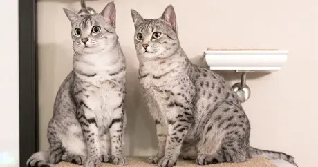 Качкете: Највећи најмањи и већина пса