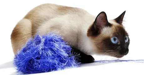 Качкете: Највећи најмањи и већина пса