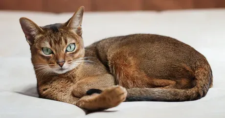 Качкете: Највећи најмањи и већина пса