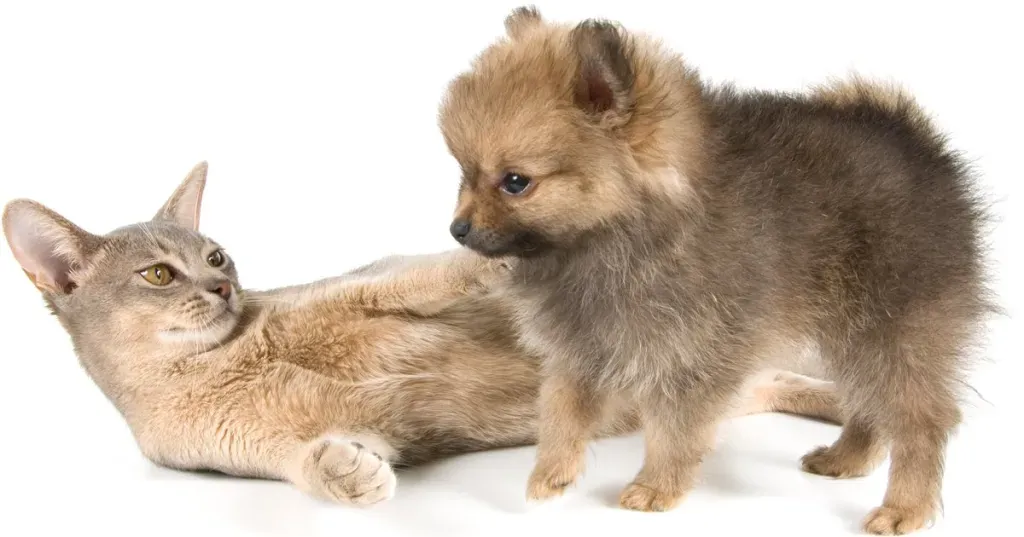 Кат пасмине: највеће, најмања и већина пса