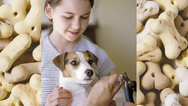 Vai vēlaties sagriezt suņa nagus?