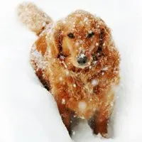 Kylmän sään koiranhoito