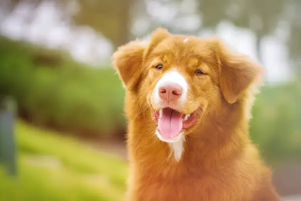 A Nova Scotia Duck Tolling Retriever sits in a garden.