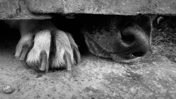 Vai jūs izmetāt sava suņa zobus?