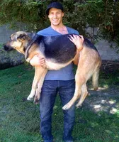 Twilight star adoptuje psa