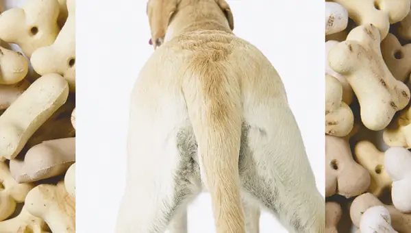 Pes s horkým bodem?