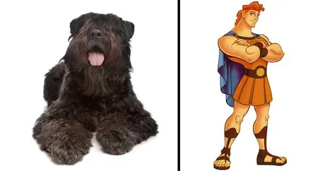 8 races de chiens qui représentent parfaitement les personnages de Disney