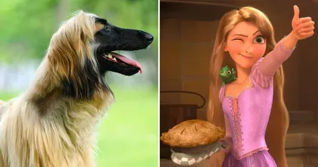 8 races de chiens qui représentent parfaitement les personnages de Disney