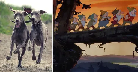 8 races de chiens qui représentent parfaitement les personnages de Disney