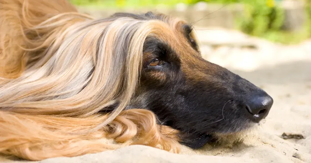 8 races de chiens qui représentent parfaitement les personnages de Disney