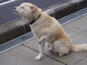 Held für die Tiere von Fukushima