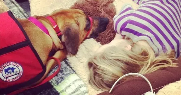 Mød Cali, den første kortisol-snusende hund på skolens personale