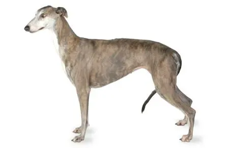 galgo' title=