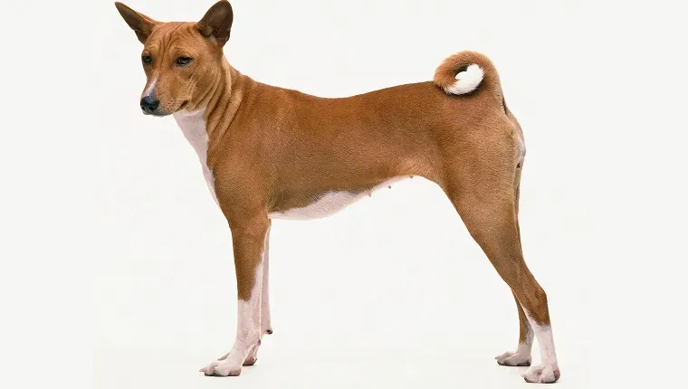 Um Basenji' title=