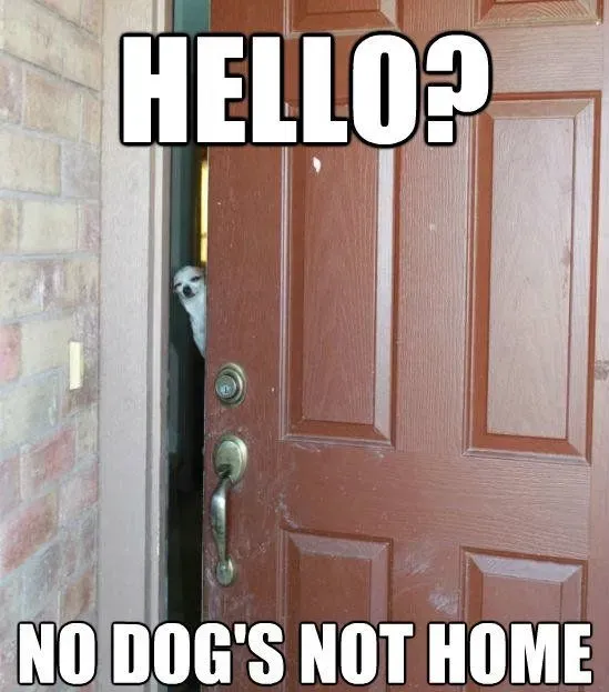 25 mèmes drôles de chiens : partie 4' title=