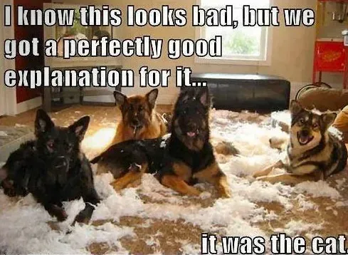 25 mèmes drôles de chiens : partie 4' title=