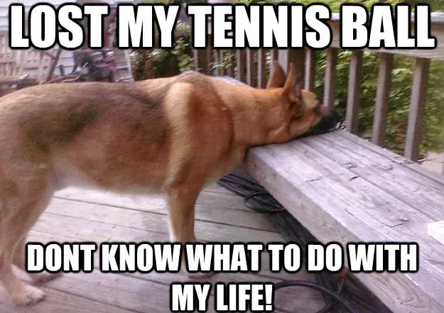 25 mèmes drôles de chiens : partie 4' title=