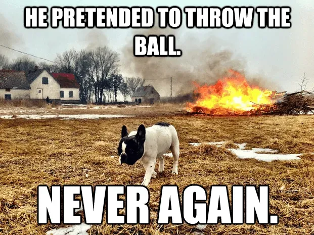 25 mèmes drôles de chiens : partie 4' title=