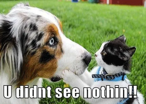 25 mèmes drôles de chiens : partie 4' title=