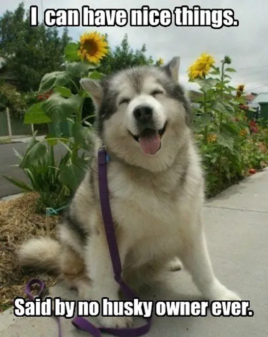 25 mèmes drôles de chiens : partie 4' title=