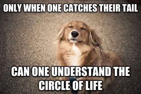 25 mèmes drôles de chiens : partie 4' title=