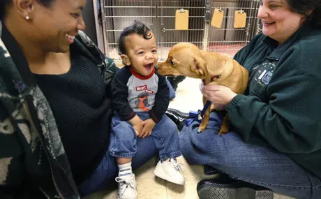 치와와는 같은 뇌 상태를 가진 인간을 돕습니다