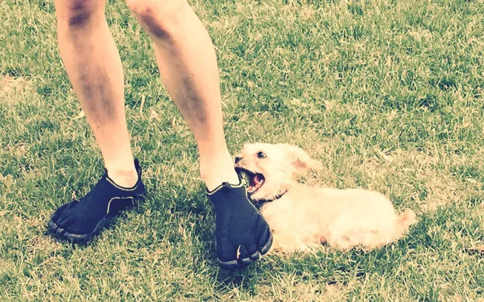 Pes štípe v členkoch?