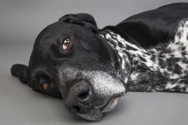 Hogyan lehet tartani egy öreg kutyát