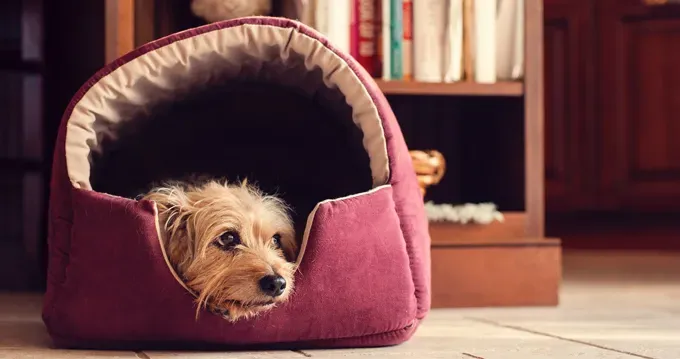 Najlepšie ekologické pelechy pre psov