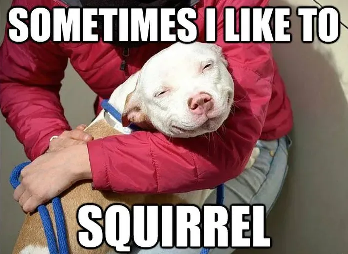 25 meme divertenti sui cani: parte 2' title=