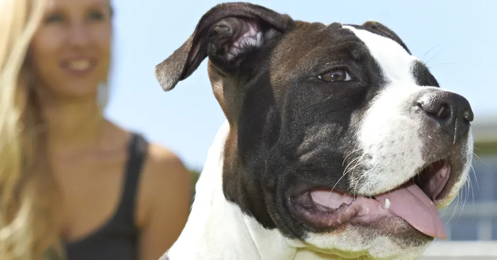 Najškaredší pes na svete, evolúcia mutt a BSL