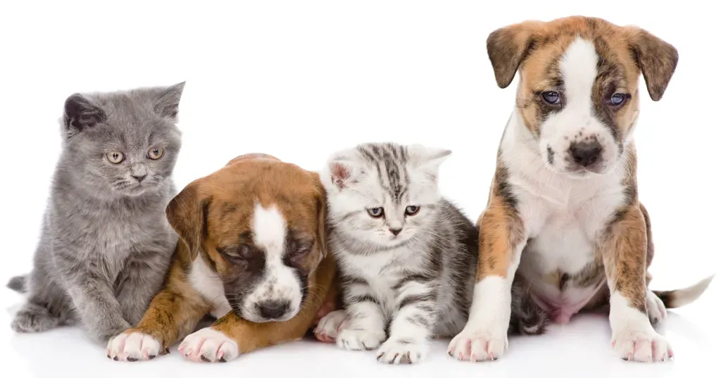 Топ 100 на най-странните имена на домашни любимци за 2014 г