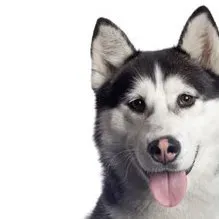 Kratka povijest uzgoja