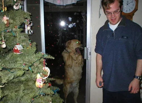 25 fotobombes per a gossos' title=