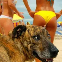 25 fotobombes per a gossos