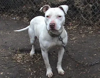 BSL og fakta om racerforbud