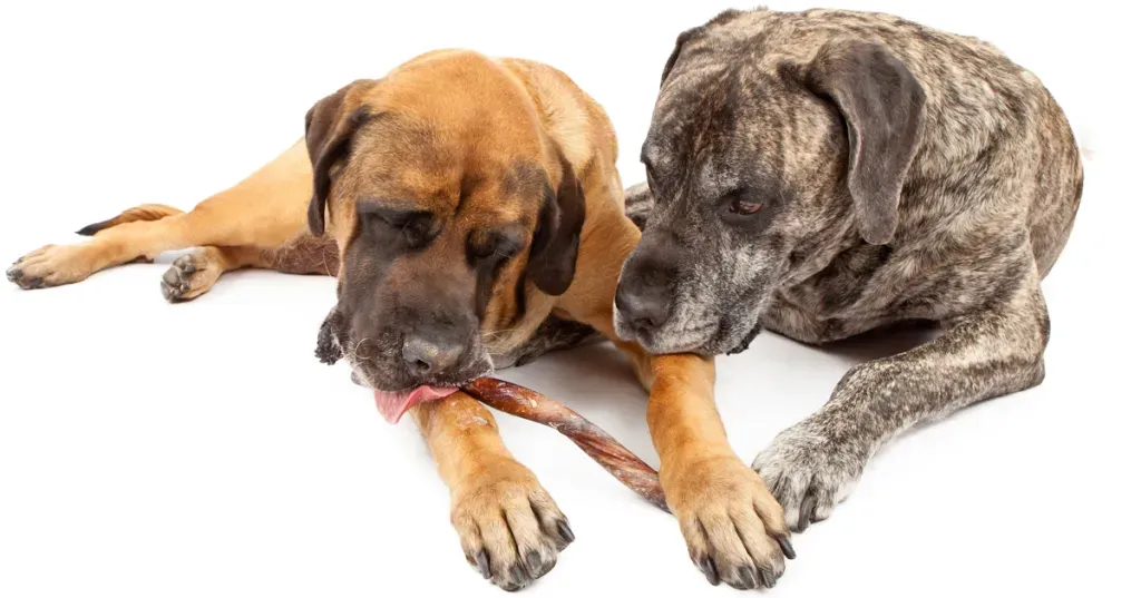 FDA saka, ka vairāk nekā 1000 suņu nāves gadījumu ir saistīti ar saraustītiem gardumiem