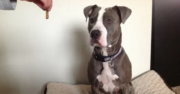 Преглед на продукта: ухапвания по корема