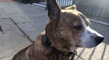 30 dagar med Whistle Dog Activity Monitor