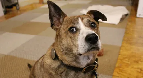 30 dagar med Whistle Dog Activity Monitor